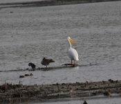 MNRiverPelicans 2014 10 12 007
